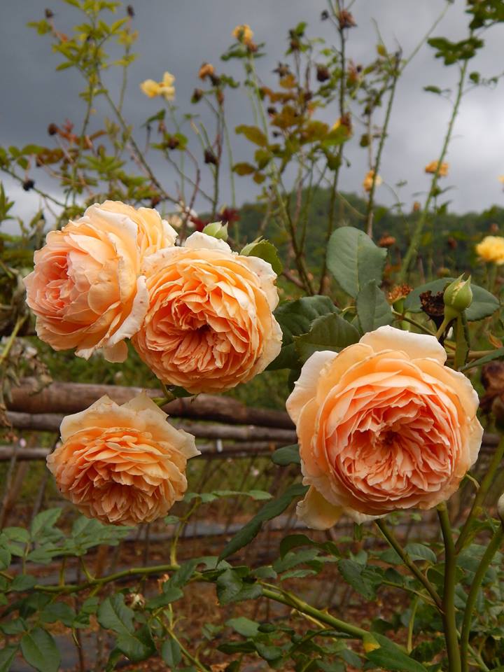 คราวปริ้นเซส มาร์กาเรต้า พุ่มกึ่งเลื้อย สูงประมาณ1.5-2เมตร ดอกกลม สีส้มสวย ออกดอกเป็นพวง