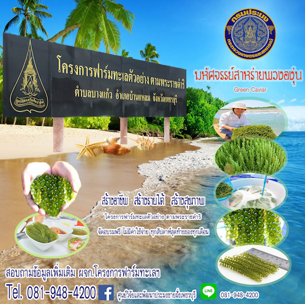 สาหร่ายพวงองุ่น