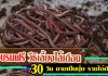 โชคดีฟาร์ม ไส้เดือนเงินล้าน ยืนยัน ผลิตมูลไส้เดือนคุณภาพขาย รายได้ดี พร้อมถ่ายทอดความรู้ อบรมฟรี ไส้เดือน-2