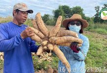 ปุ๋ยอินทรีย์ตรา สิงห์ยิ้ม คุณภาพสูง เพิ่มผลผลิตพืชทุกชนิด อย่าเชื่อใคร..ถ้าปุ๋ยยังไม่ลงดิน!! 4.มันสำปะหลังหัวใหญ่ น้ำหนักดี