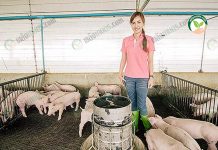 เลี้ยงสุกร ระบบอีแวป (EVAP) มาตรฐาน Biosecurity ฉบับคนรุ่นใหม่ คุณน้องกำลังให้อาหารหมูที่ผสมถั่วอบฟูลแฟต แบบ ระบบอีแวป
