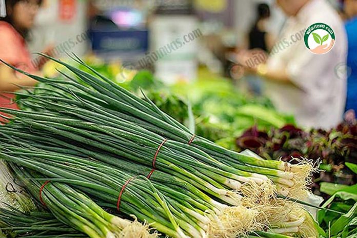 การปลูกต้นหอม และการจำหน่ายต้นหอม-https.pixabay.comphotosvegetables-spring-onion-market-4031508 การปลูกต้นหอม และการจำหน่ายต้นหอม-https.pixabay.comphotosvegetables-spring-onion-market-4031508