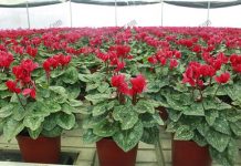ไม้เมืองหนาว ไซคลาเมน-Cyclamen-ลวดลายสวยงาม-ดอกมีหลายสี-และดอกบานคล้ายผีเสื้อ