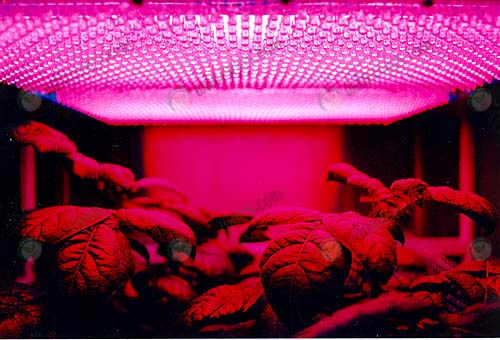 6.ตัวอย่างการปลูกต้นไม้โดยใช้หลอดไฟ (https.upload.wikimedia.orgwikipediacommons448LED_panel_and_plants)