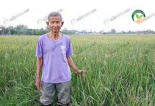 เกษตรอินทรีย์ – การทำนา ข้าวอินทรีย์ 1 ไร่ 1 แสน 2.อาจารย์คนึง พรมรัตน์ เริ่มปลูกข้าวอินทรีย์บนพื้นที่ 2 ไร่