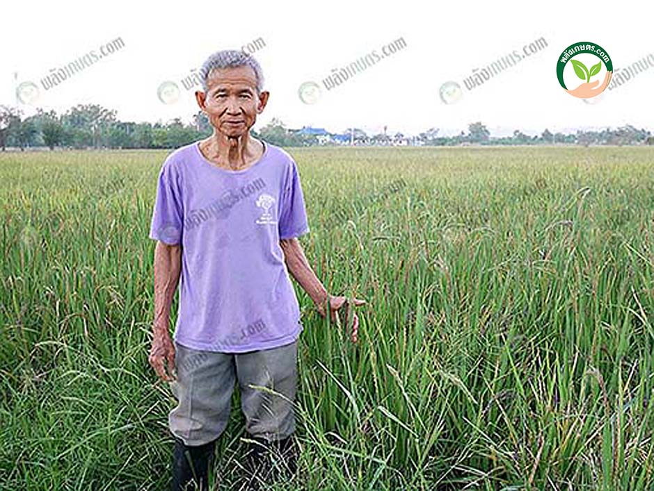 2.อาจารย์คนึง พรมรัตน์ เริ่มปลูกข้าวอินทรีย์บนพื้นที่ 2 ไร่