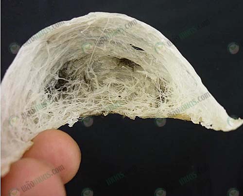 ใช้น้ำลายในการสร้าง รังนกนางแอ่น ให้เป็นลักษณะคล้ายถ้วยสีขาวขุ่น