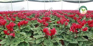 ไม้เมืองหนาว ไซคลาเมน-Cyclamen-ลวดลายสวยงาม-ดอกมีหลายสี และดอกบานคล้ายผีเสื้อ