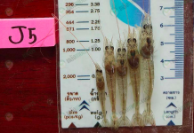 ใช้ยีสต์ลด โรคขี้ขาวกุ้ง ยืนยันจากนายหัวเลี้ยงกุ้ง กุ้งตัวใสขึ้น ใช้ยีสต์ลด โรคขี้ขาวกุ้ง ยืนยันจากนายหัวเลี้ยงกุ้ง กุ้งตัวใสขึ้น
