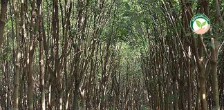 บึงกาฬ นำอีสานพลิกฟื้นชาวสวนยาง ยกระดับ ราคายางก้อนถ้วย GAP คุณภาพส่งออก