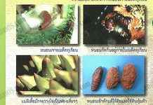 โรคและแมลง ศัตรูของทุเรียน โรคและแมลง หนอนกัดกินอยู่ภายในเมล็ดทุเรียน-ที่มา.กรมวิชาการเกษตร