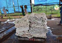 เครื่องรีดยาง เป็น ยางเครป คุณภาพ แบบผ่อนได้ ช่วยเพิ่ม ราคายาง 5-6 บาท/กก. 7. ยางเครป หลังรีดเสร็จ จาก เครื่องรีดยาง ช่วยเพิ่มมูลค่า ราคายาง