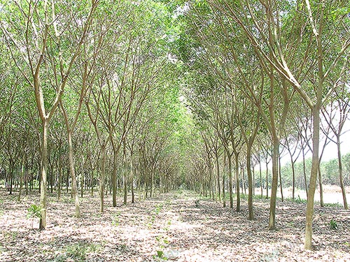 สวนยางที่ใช้ปุ๋ยอินทรีย์คุณภาพดี-ให้ผลผลิตน้ำยางสูง-ต้นแข็งแรงสมบูรณ์