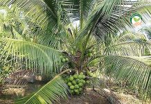 วิธีปลูกมะพร้าวน้ําหอม และป้องกันและกำจัดโรค แมลง ศัตรูพืช วัชพืช วิธีปลูกมะพร้าวน้ำหอม ให้ได้ผลผลิตเพิ่มขึ้น และมีคุณภาพมากขึ้น