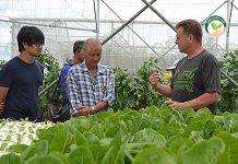 โรงเรือนปลูกผัก และเมล่อน แบบทันสมัย ระบบ “ไฮโดรโปนิกส์” ออโต้ การแนะนำวิธีปลูกผักไฮโดรโปนิกส์ และ โรงเรือนปลูกผัก แบบออโต้