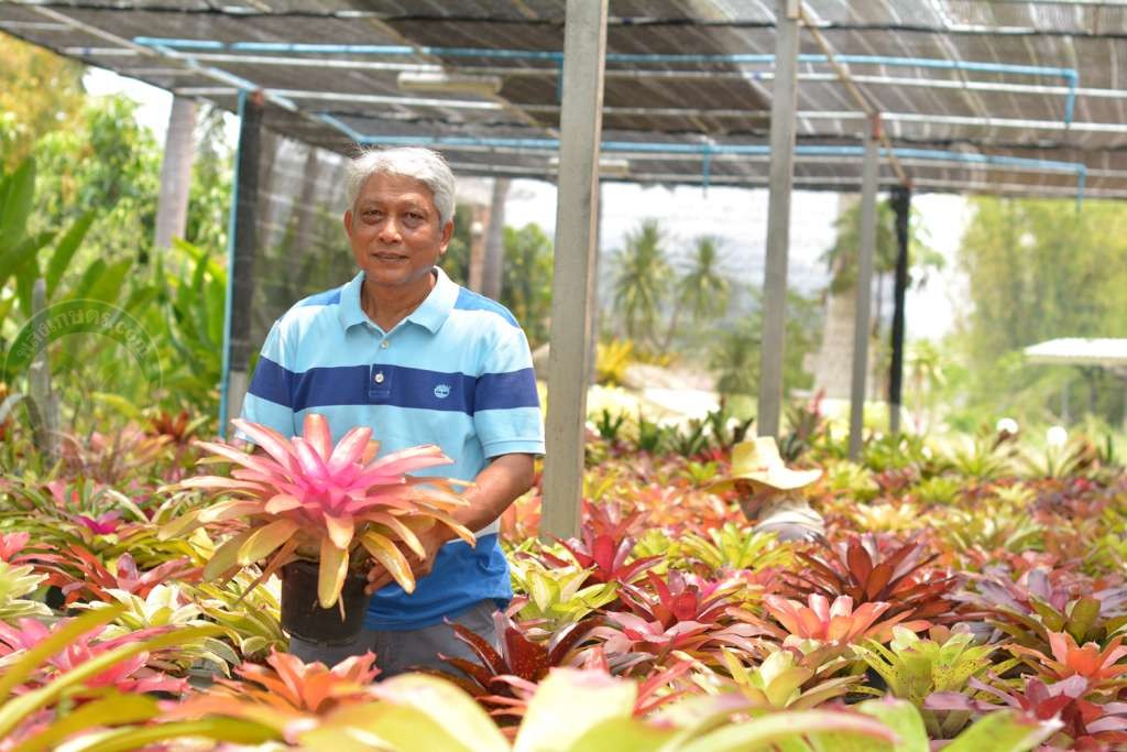 ผศ.ดร.สิทธิพันธ์ ศิริรัตนชัย หรือ ดร.ตุ๋ย เจ้าของสวน สับปะรดสี ดร.ตุ๋ย ไร่ธารสายทอง