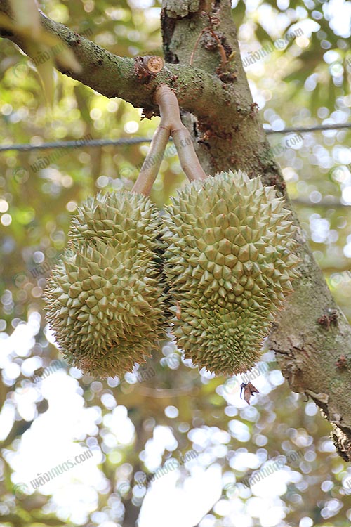 5.ทุเรียนเริ่มติดผลปลายเดือนเมษายน ประมาณต้นเดือนสิงหาคมจึงจะตัดได้