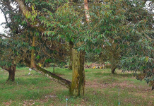 โรคทุเรียน ไฟท็อปธอร่า ในสวนทุเรียน 8 ไร่ ปราบสนิท สร้างรายได้เฉียด 2 ล้านบาท โรคทุเรียน ไฟท็อปธอร่า ในสวนทุเรียน 8 ไร่ ปราบสนิท สร้างรายได้เฉียด 2 ล้านบาท