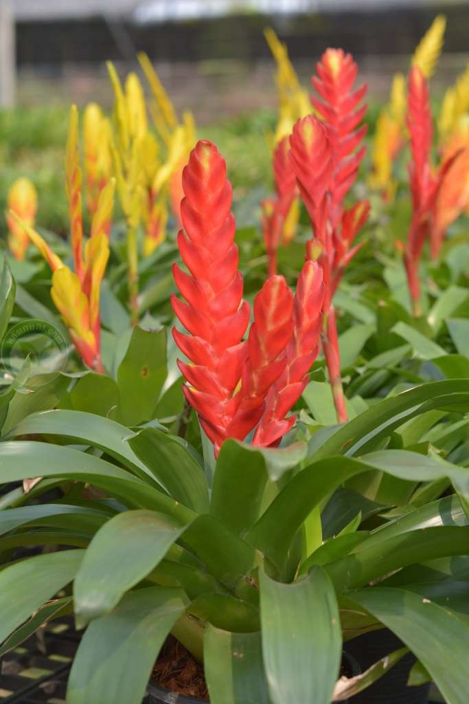 สับปะรดสี ปลูกไม่ยากอย่างที่ติด สกุลกุซมาเนีย (Guzmania) เป็นหนึ่งในสับปะรดสีที่นิยมใช้จัดสวน โตเร็ว ให้ดอกง่าย