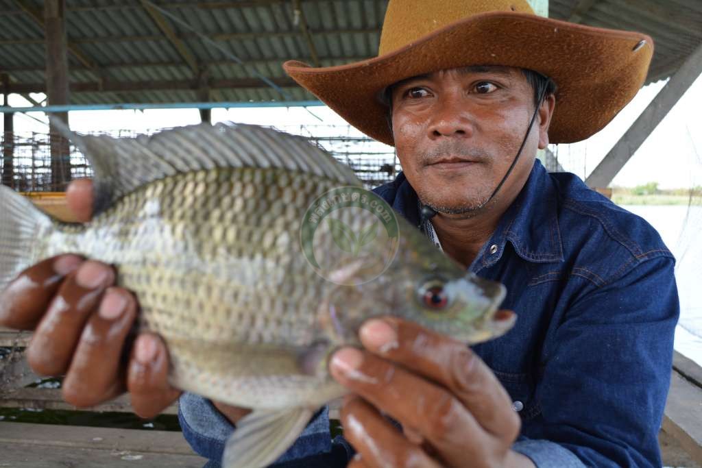 ได้ปลาไซส์ใหญ่คุณภาพ