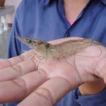 กุ้งที่เลี้ยงด้วยจุลินทรีย์