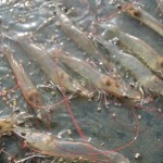 กุ้งในยอที่ได้