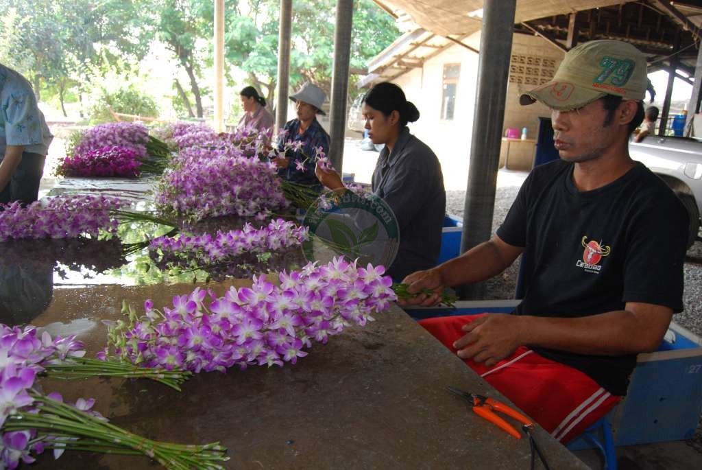 ชุมพลจะขายของเกินมาตรฐานเสมอ คือ จะคัดช่อดอกยาวเกินมาตรฐานกำหนด เพราะบางช่วงชูการ์พิงค์ช่อจะยาวกว่าปก ดอกบาน 13-14 ดอกขึ้นไป