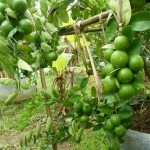 มะนาว-ผลดกมาก