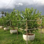 สวนมะนาวต้นที่ให้ลูก-เก็บผลผลิตขายไปแล้ว