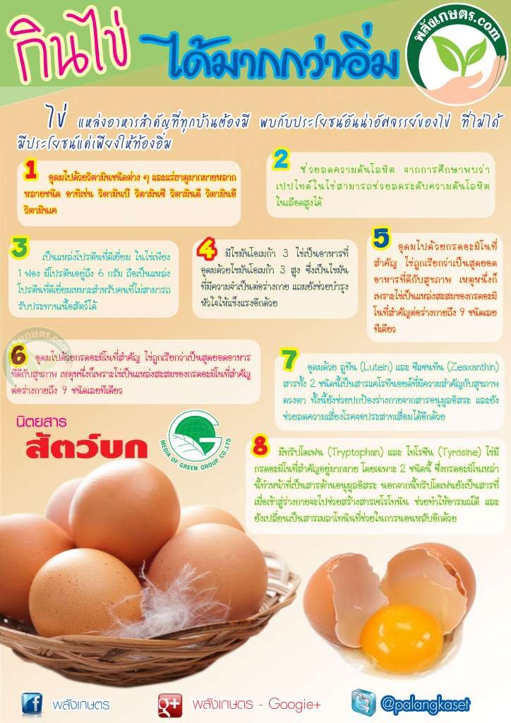 ประโยชน์ของไข่ 8 อย่าง