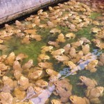 กบที่เลี้ยงไว้ในบ่อ