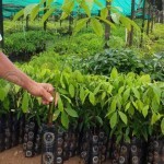 กล้ายางบัดดิ้ง