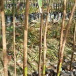 กล้ายางบัดดิ้งผ่านการติดตาพันธุ์ KT.311