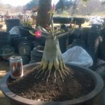 การจัดรากสไตล์วิโรจน์ ปากช่อง ควรมองที่ไม้ต้นนั้นๆ ก่อนบรรจงเรียงรากลงไป