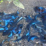 การเลี้ยงปลากัดลงทุนน้อยแต่มีรายได้เข้ามาทุกวัน