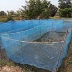 ขนาดจริงของบ่อเลี้ยงกบ