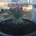 ความสมดุลของราก ต้องมาผสมกลมกลืนกับความสมดุลของลำต้น และกิ่งก้านใบ