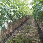 ต้นตอ แข็งแรง โตไว ทำให้ตายางพันธู์ดี KT.311 โตไว แบบคุณ 2