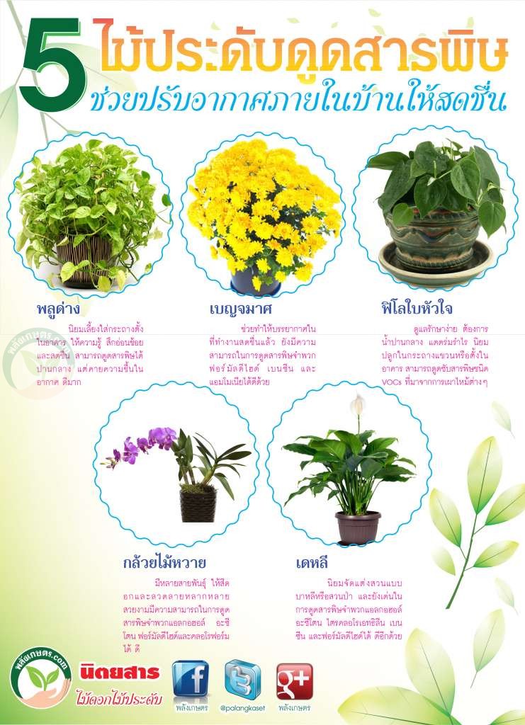 ต้นไม้ดูดสารพิษ 5 ชนิด ปรับอากาศภายในบ้าน - พลังเกษตร.com ต้นไม้ดูดสารพิษ 5 ชนิด ปรับอากาศภายในบ้าน - พลังเกษตร.Com