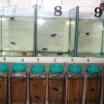 นำลูกไรลง เพื่อให้อาการ ลูกปลา