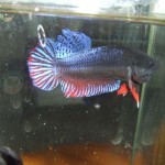 ปลากัดที่โตแล้ว