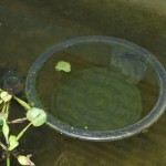 ลูกไรบนผิวน้พ อาหารของลูกปลา