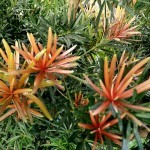 สนใบพายยอดแดง สีสวยยามแตกยอดใหม่