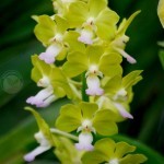 ดอกกล้วยไม้