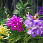 ดอกกล้วยไม้