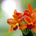 ดอกกล้วยไม้ สวยๆ