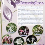 ดอกพลับพลึง