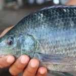 บิ๊กนิล สายพันธู์จากน้ำใสฟาร์ม