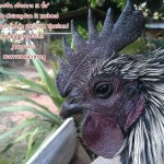 หน้าของไก่ดำ