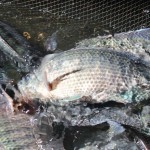 แข็งแรง โตไว ต้องบิ๊กนิล